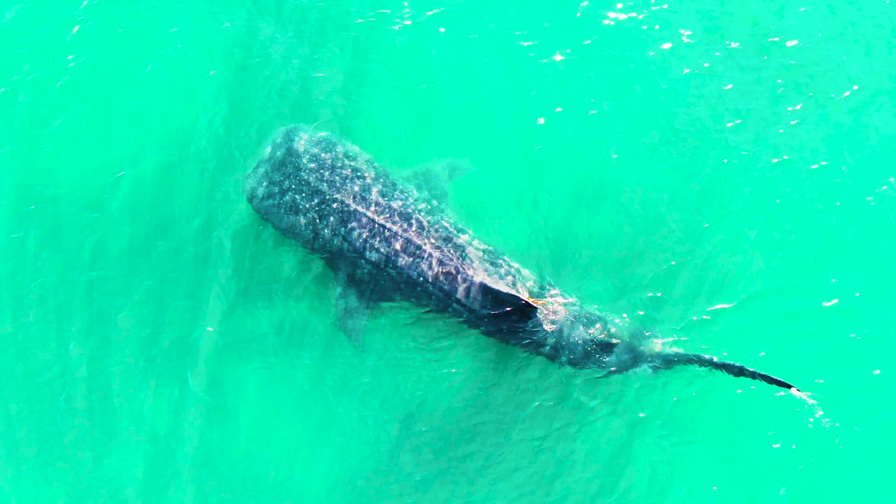 Whale shark swimming through turquoise water from above