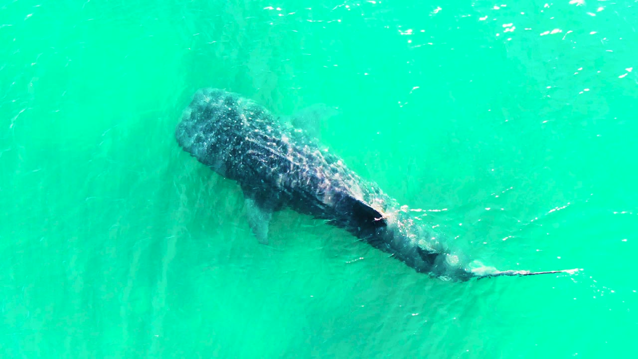 Aerial view of the whale shark farther across the turquoise water at Bahia De Los Angeles, Mexico, with the tail trailing behind and no visible people.