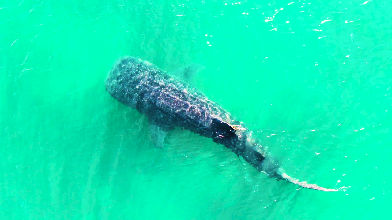 Top-down frame of the whale shark continuing through bright turquoise water in Bahia De Los Angeles, Mexico, with ripples around the tail and no visible people.