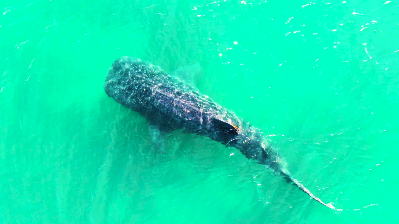 Overhead view of the whale shark shifted lower in the frame at Bahia De Los Angeles, Mexico, with a curved tail line and no visible people.