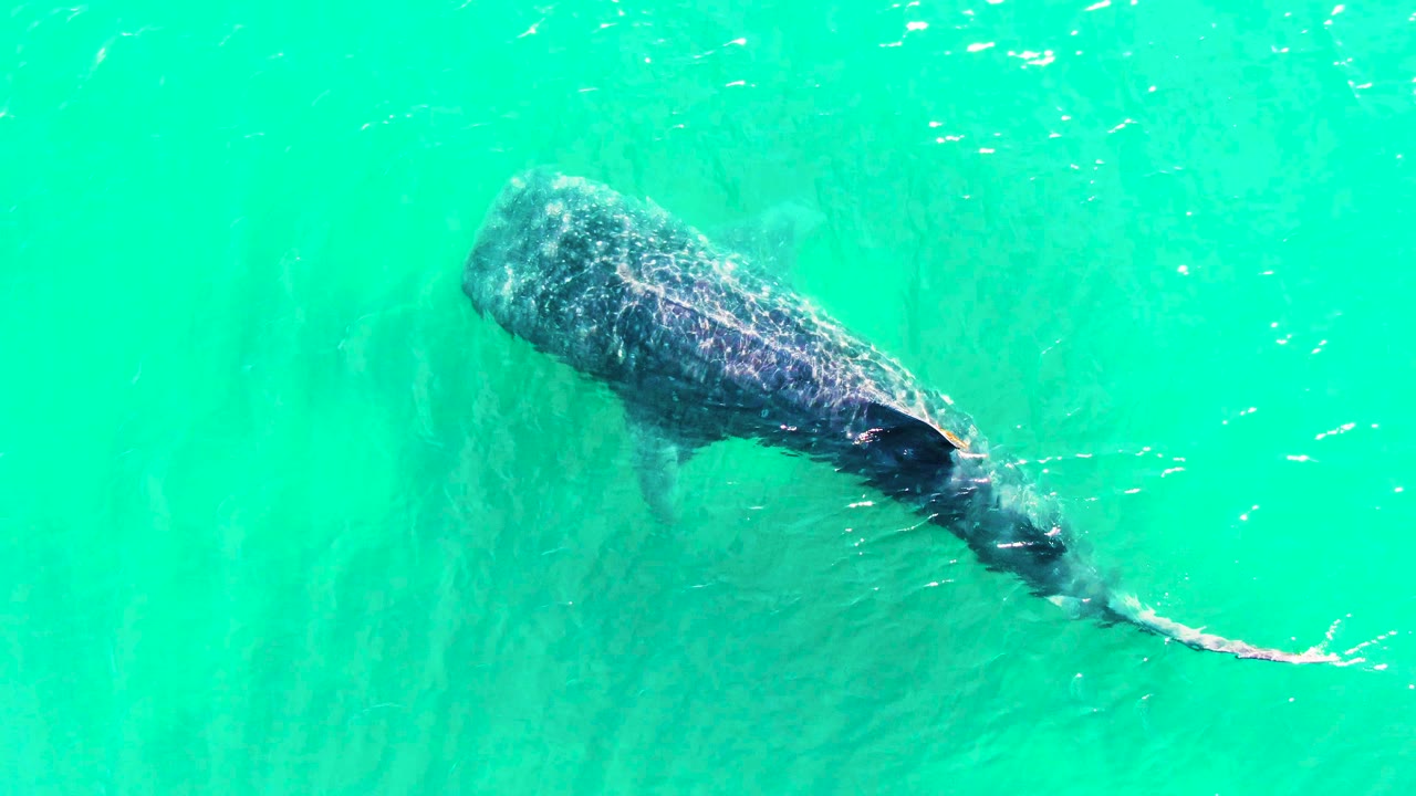 At 0:00, a whale shark appears diagonally under clear turquoise water in Bahia De Los Angeles, with its tail trailing to the lower right and no visible people.
