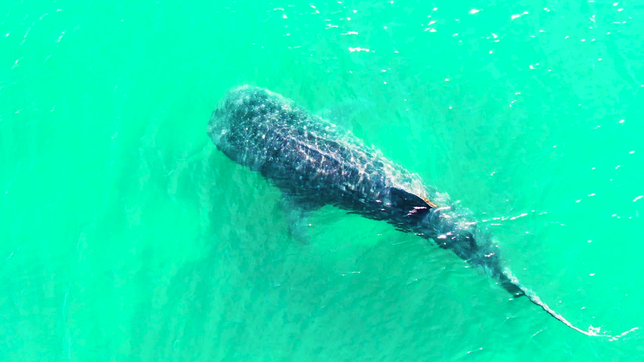 At 0:01, the whale shark remains below the turquoise surface in Bahia De Los Angeles, with more of the tail line visible and no visible people.