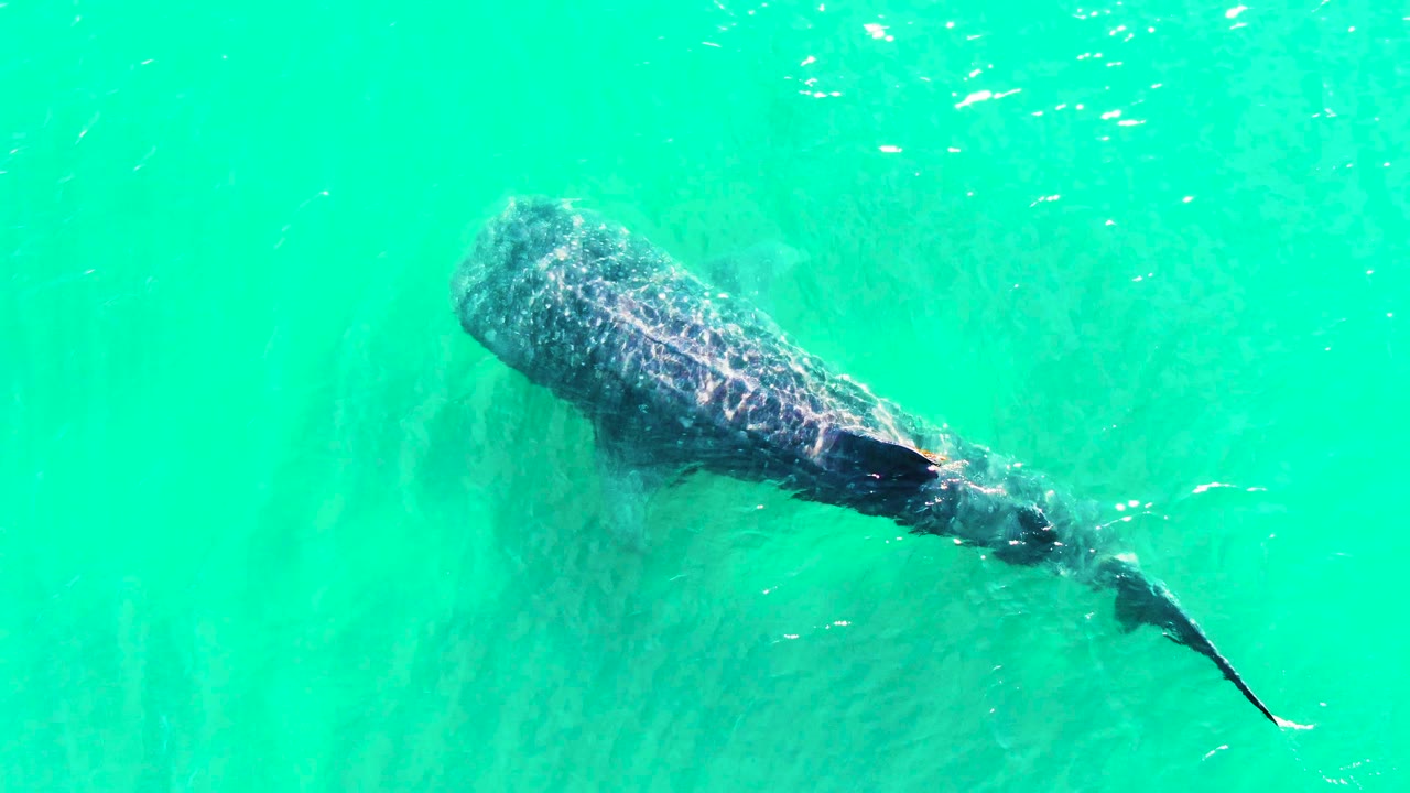 At 0:02, the whale shark is seen from above in Bahia De Los Angeles with its dark tail angled sharply behind its body and no visible people.