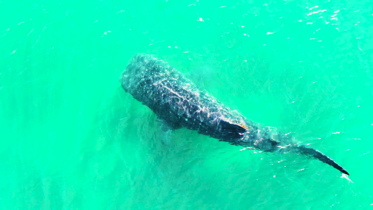 Whale shark beneath smooth turquoise surface