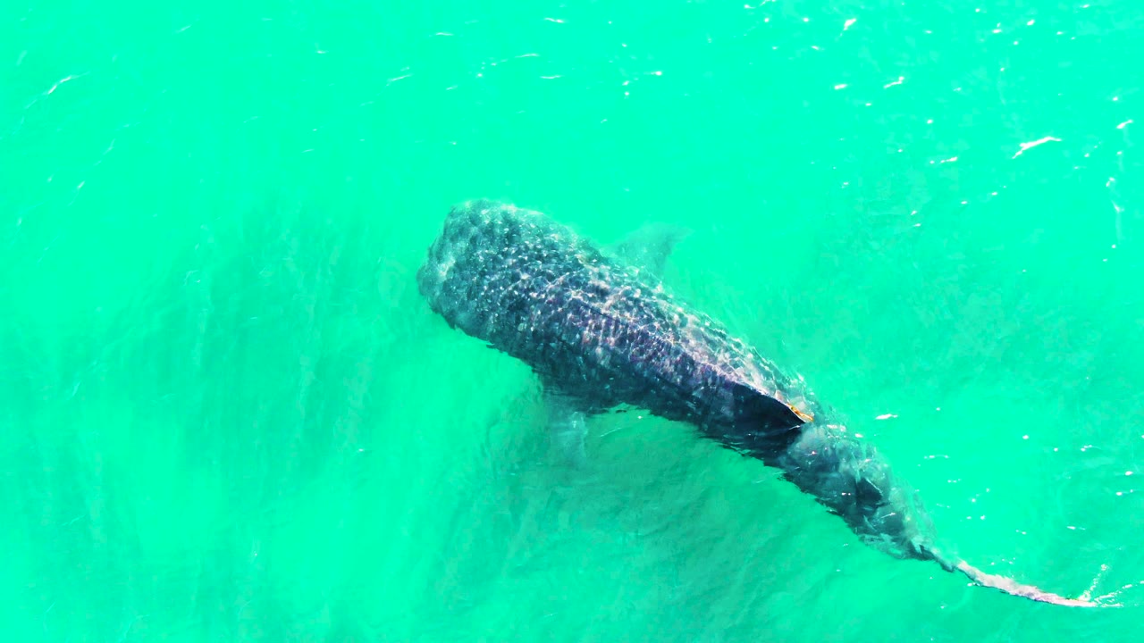 Overhead view of a whale shark entering the frame in clear turquoise water at Bahia De Los Angeles, Mexico, with small fish nearby and no visible people.