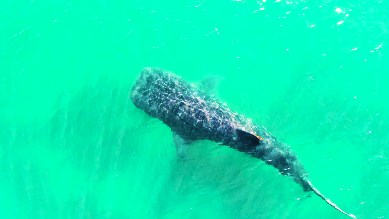 A whale shark glides farther across the center of clear green-blue water in Bahia De Los Angeles, Mexico, with speckled markings visible and no visible people.