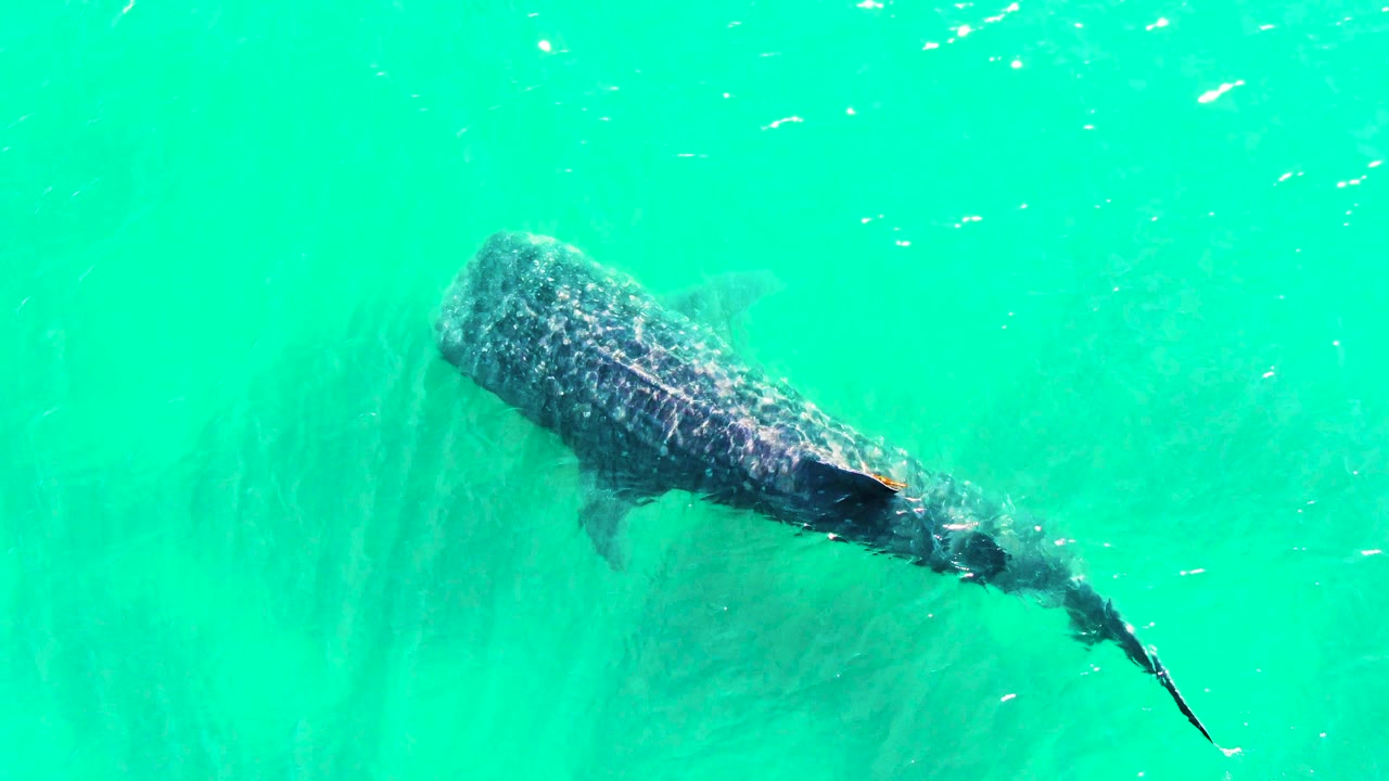 The whale shark continues through turquoise water at Bahia De Los Angeles, Mexico, with its tail stretched toward the lower right and small fish scattered around it, no visible people.
