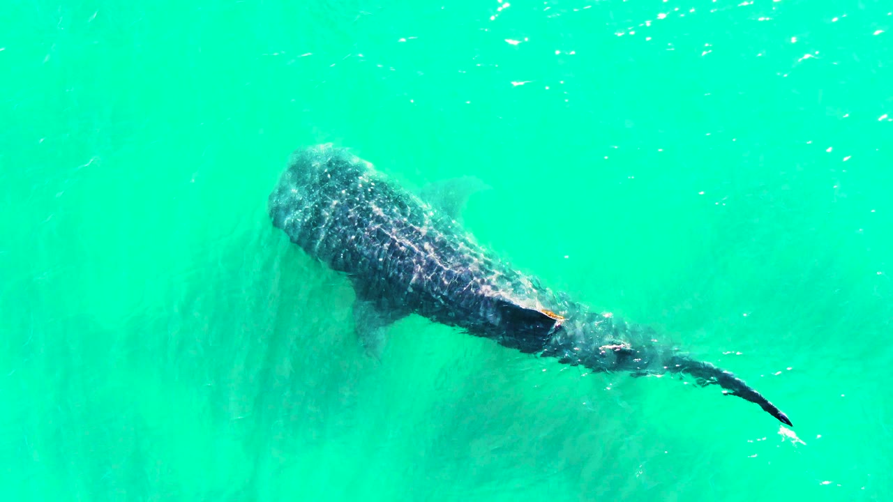 Whale shark swimming under bright water surface