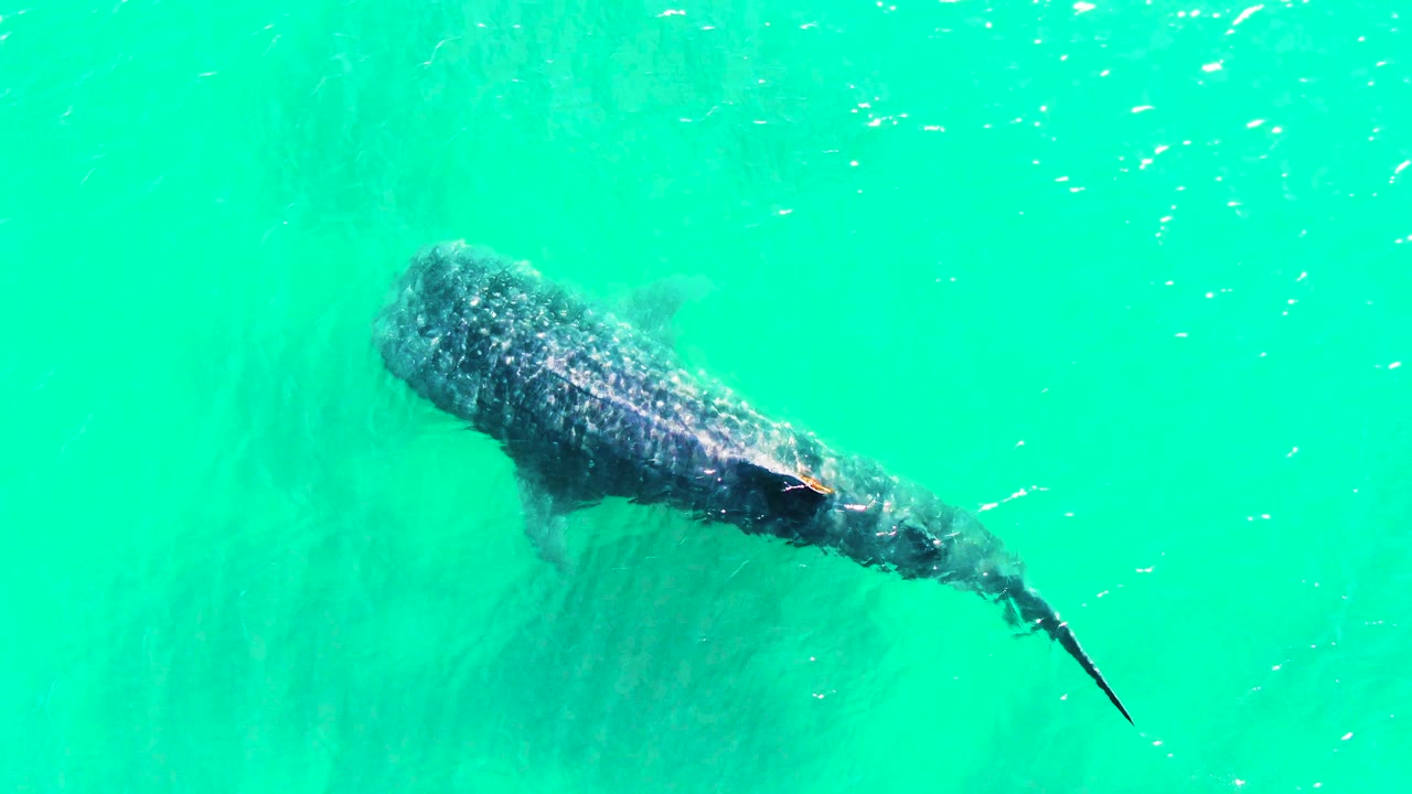 Whale shark swimming through bright turquoise water from above.