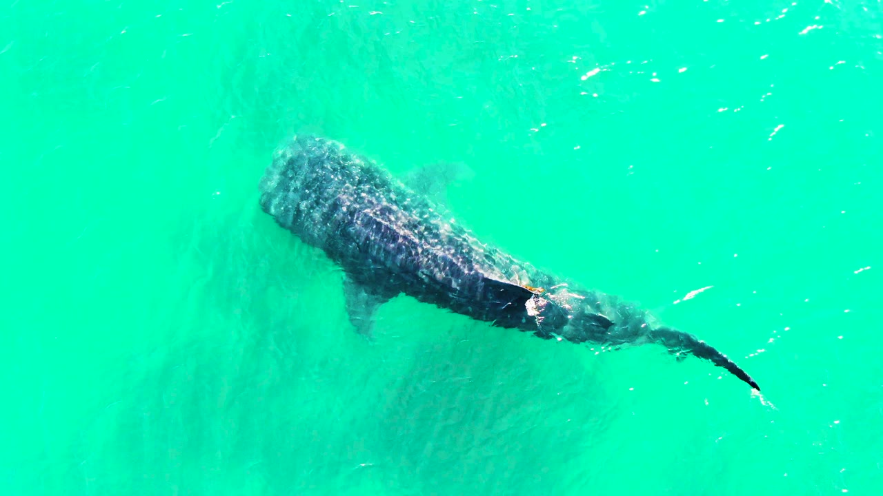 Whale shark sits closer to the center of the overhead frame in Bahia De Los Angeles, Mexico, with its tail extended and small fish visible around the body, no visible people.