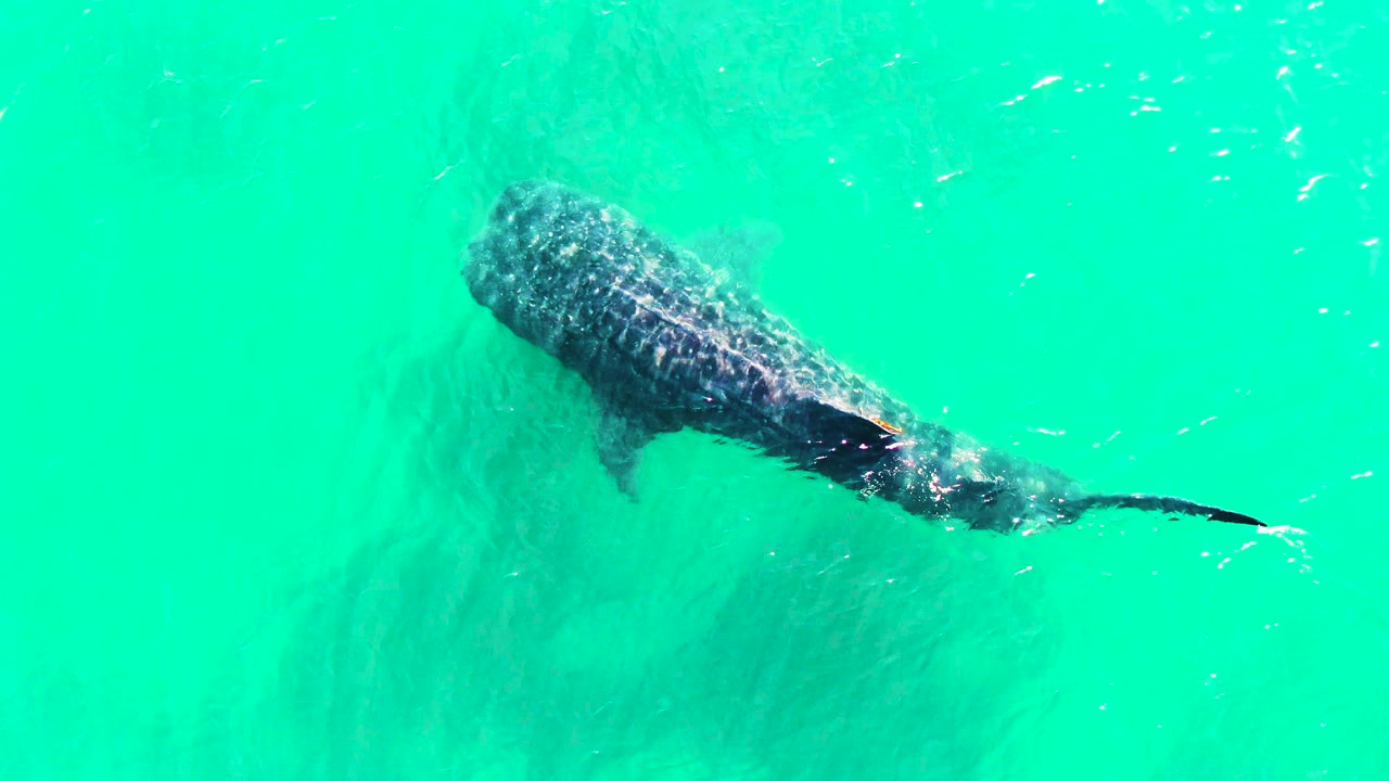 Whale shark appears near the top right of the overhead frame in Bahia De Los Angeles, Mexico, angled through clear turquoise water with ripples over its back and no visible people.