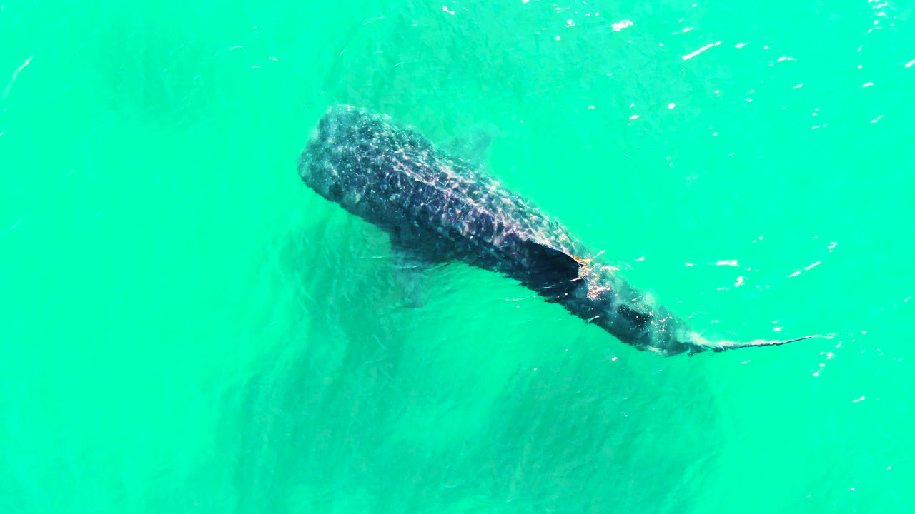 Whale shark is positioned left of center in Bahia De Los Angeles, Mexico, with a curved tail stroke visible in clear turquoise water and no visible people.