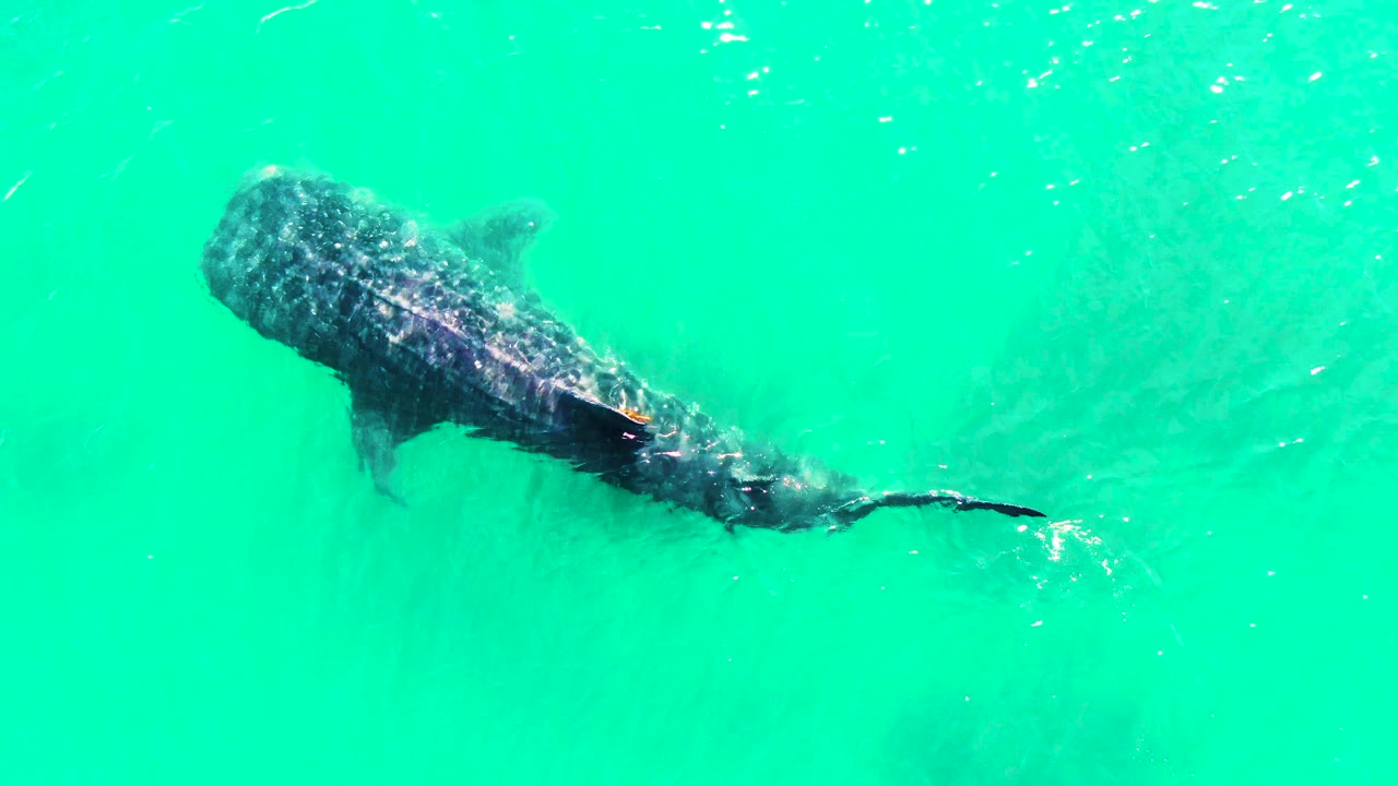 Whale shark seen from above in turquoise water at Bahia De Los Angeles, Mexico, angled from upper left to lower right with its tail trailing, no visible people.