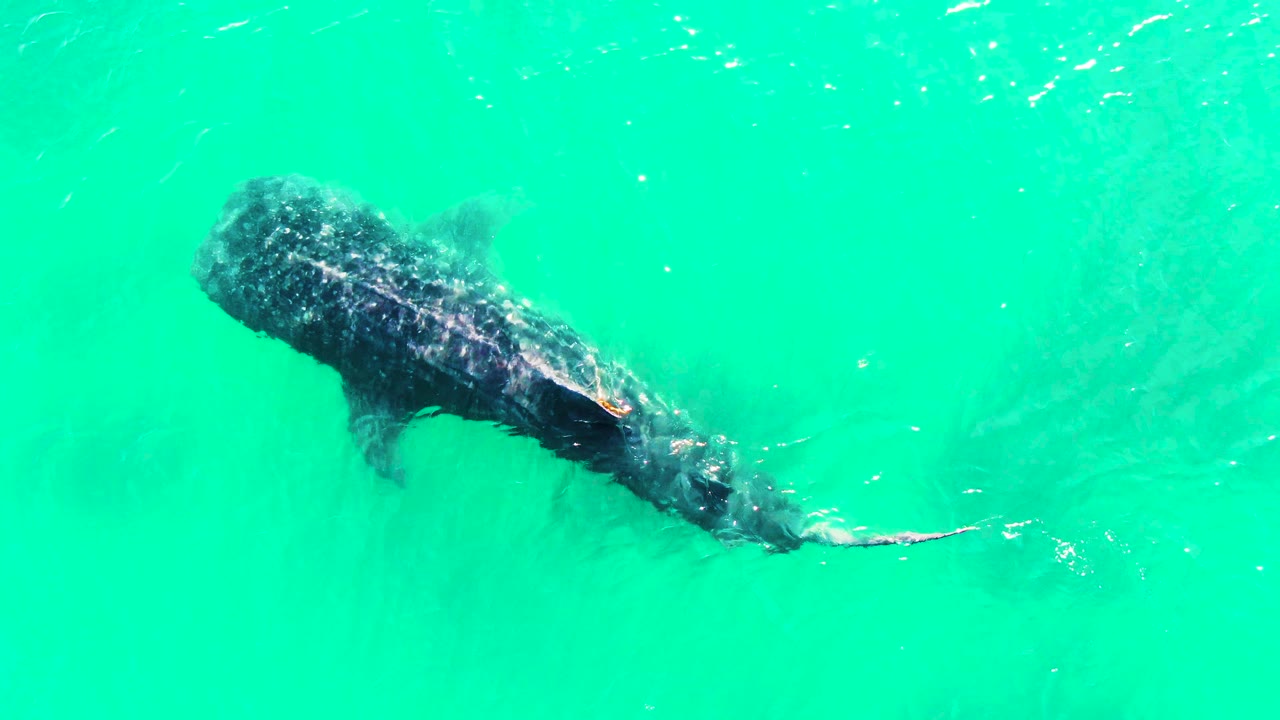 Overhead view of the whale shark in Bahia De Los Angeles, Mexico, with its spotted body centered and tail extended through pale turquoise water, no visible people.