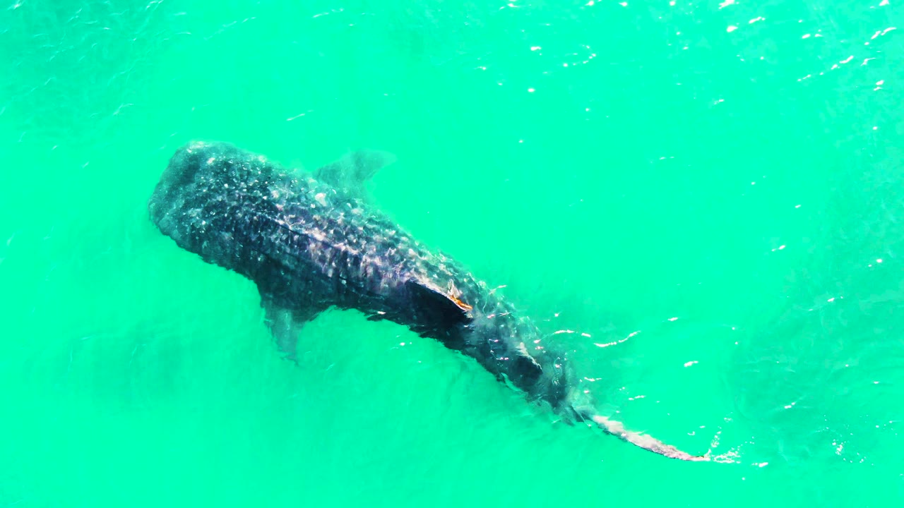 Whale shark below the bright turquoise surface at Bahia De Los Angeles, Mexico, with more water visible ahead of its head and a light wake near the tail, no visible people.