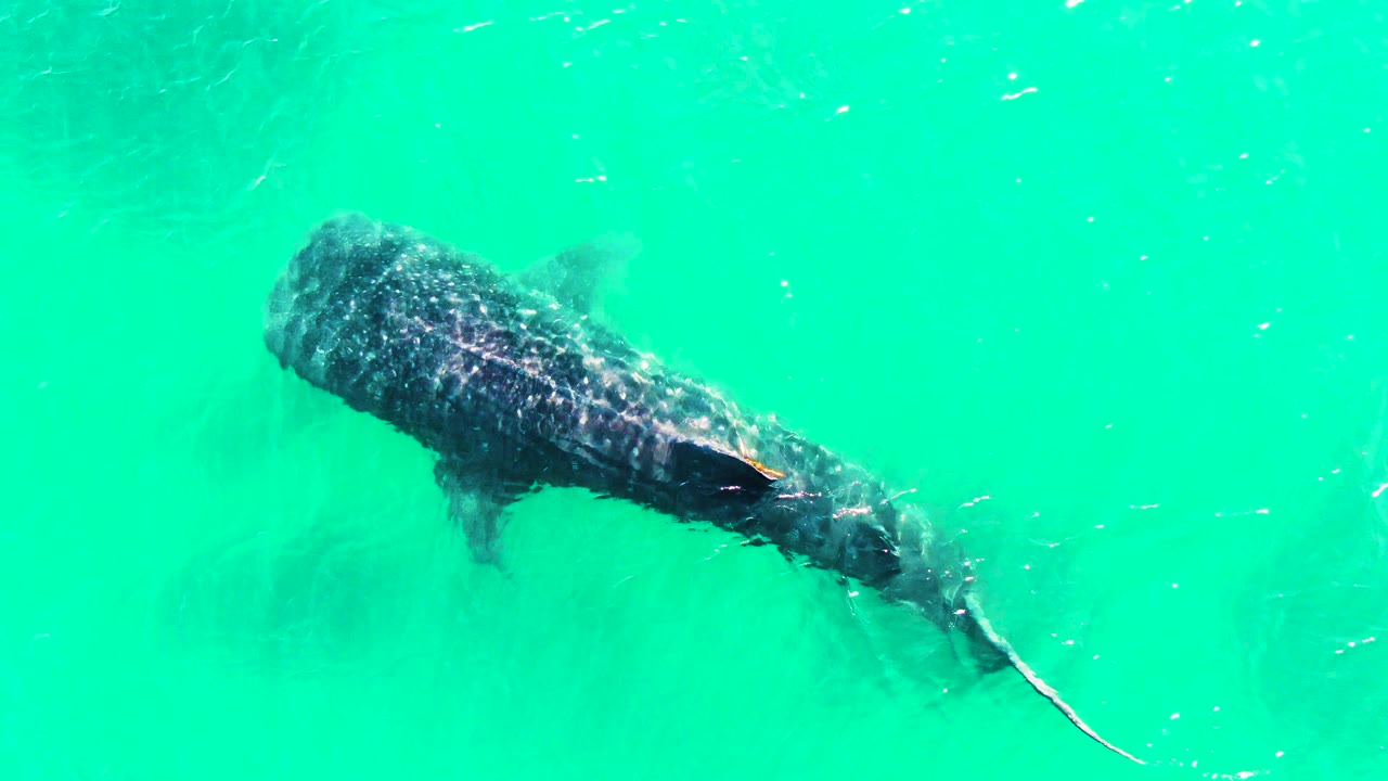 Whale shark swimming diagonally through turquoise water