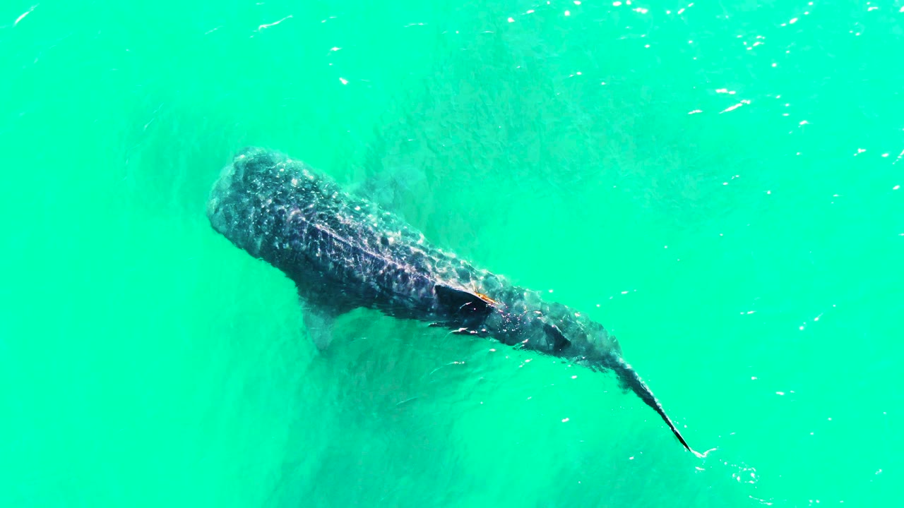 Whale shark swimming below turquoise water