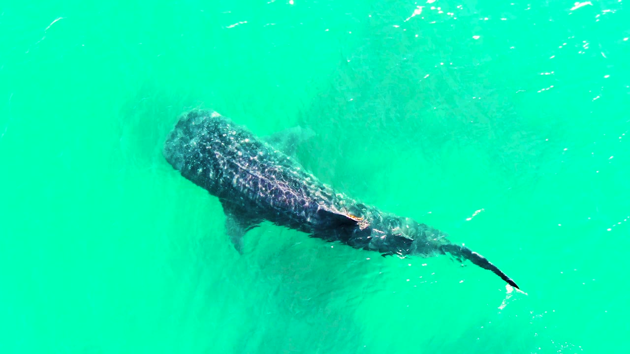 Overhead view of the whale shark's spotted body and trailing tail under clear turquoise water in Bahia De Los Angeles, with no visible people.