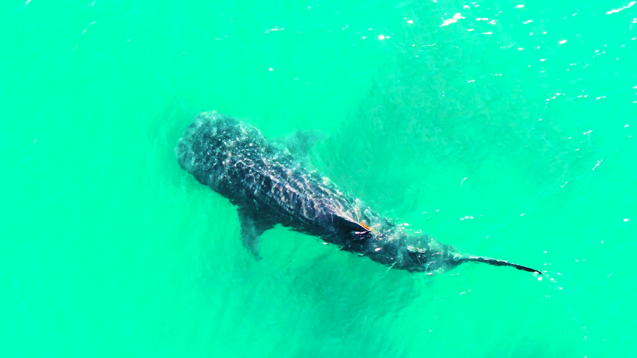 Whale shark glides diagonally through bright turquoise water at Bahia De Los Angeles, Mexico, with faint fish marks around it and no visible people.