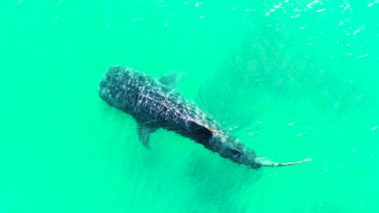 The whale shark appears slightly farther left in the overhead frame at Bahia De Los Angeles, with its tail trailing through clear turquoise water and no visible people.