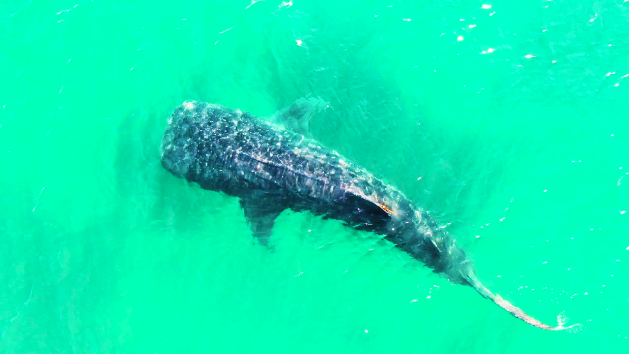Overhead view of a whale shark near the upper left of clear turquoise water in Bahia De Los Angeles, Mexico, with small fish nearby and no visible people.