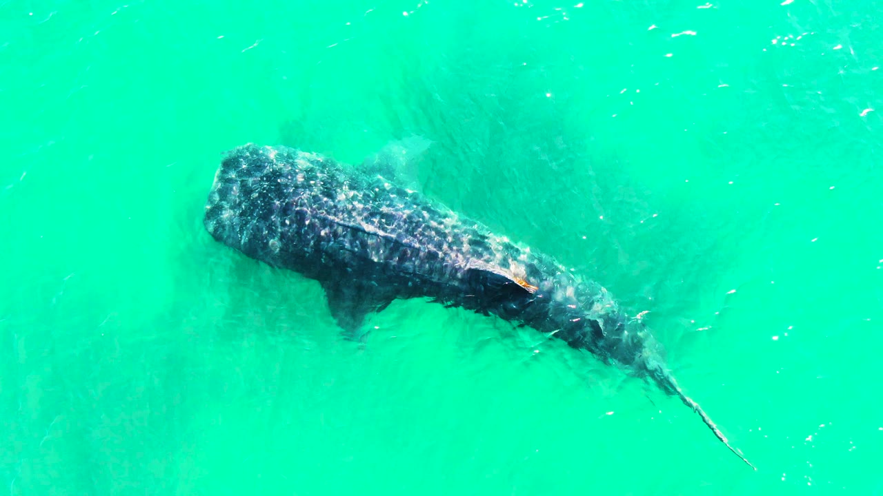 A whale shark moves across bright turquoise water in Bahia De Los Angeles, Mexico, with its spotted back centered and no visible people in the frame.