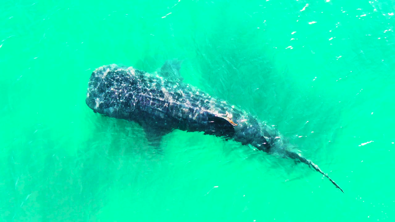 The whale shark is seen from above in Bahia De Los Angeles, Mexico, with its head left, tail extending right, faint fish around it, and no visible people.