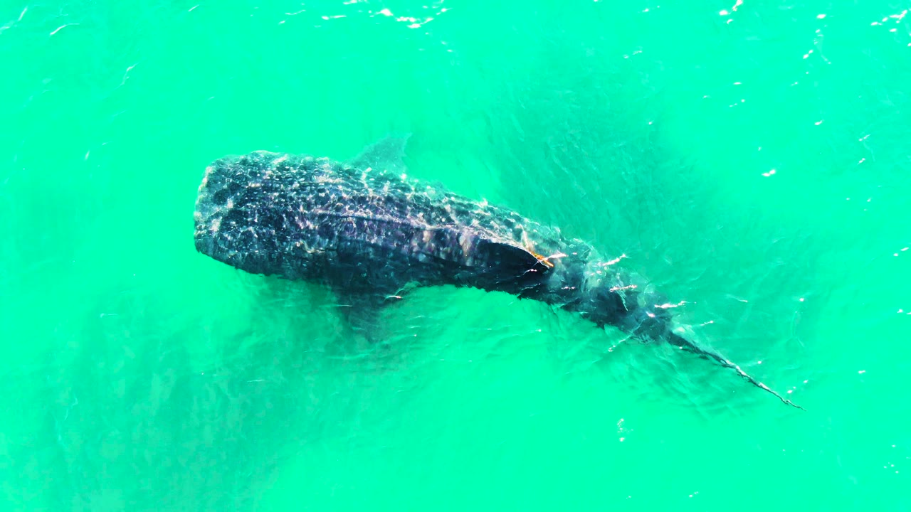 Whale shark turning slightly beneath turquoise water