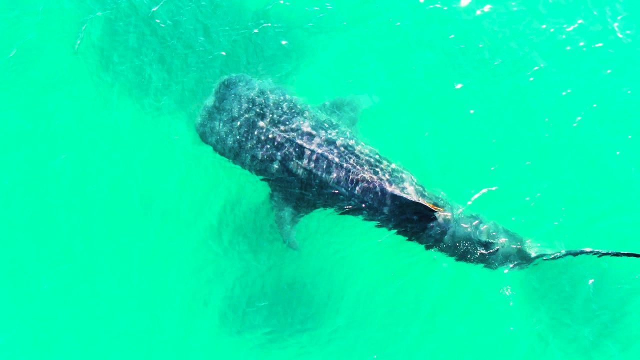 Whale shark near the water surface in turquoise water