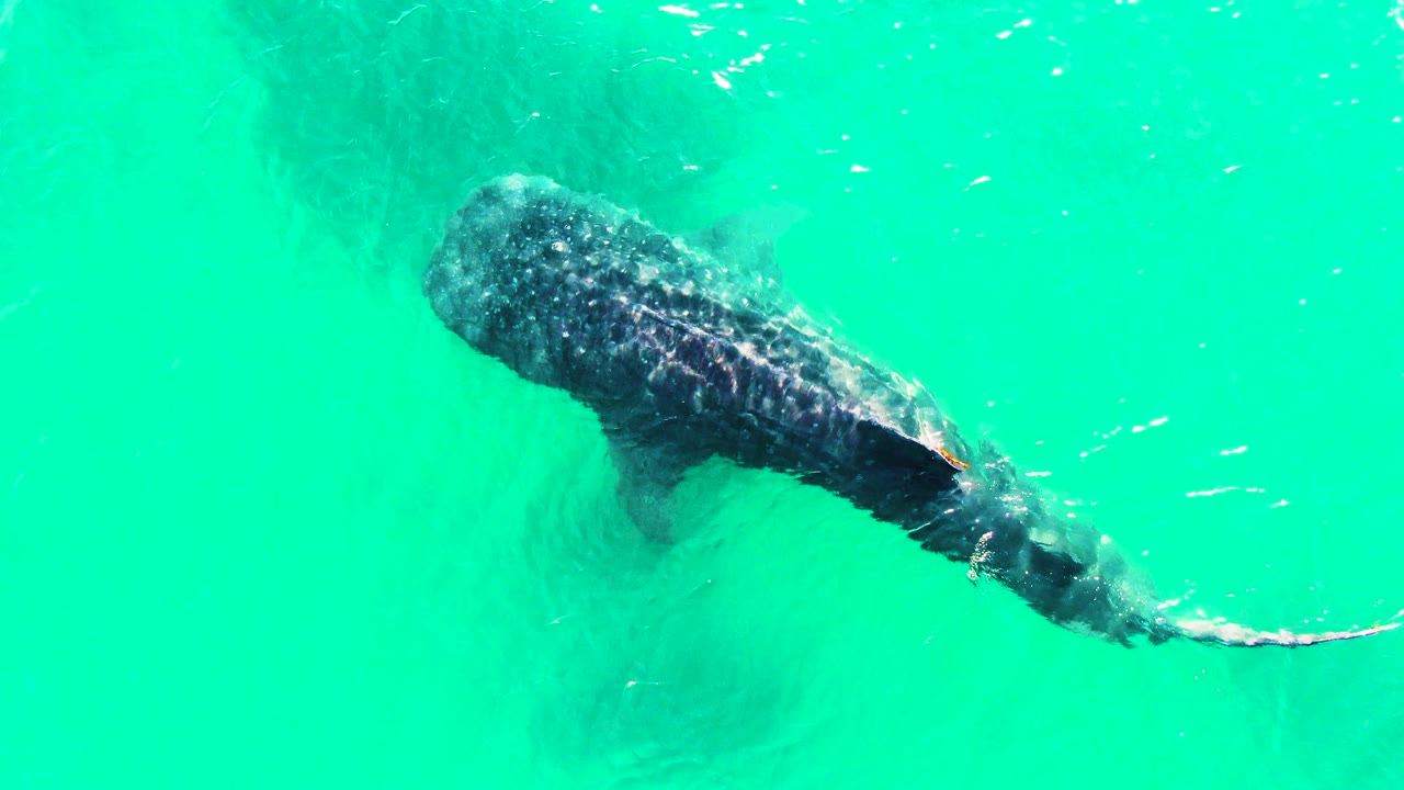 At 0:01 in Bahia De Los Angeles, the whale shark remains large in the overhead frame, with light reflecting across its spotted back and tail in turquoise water, with no visible people.