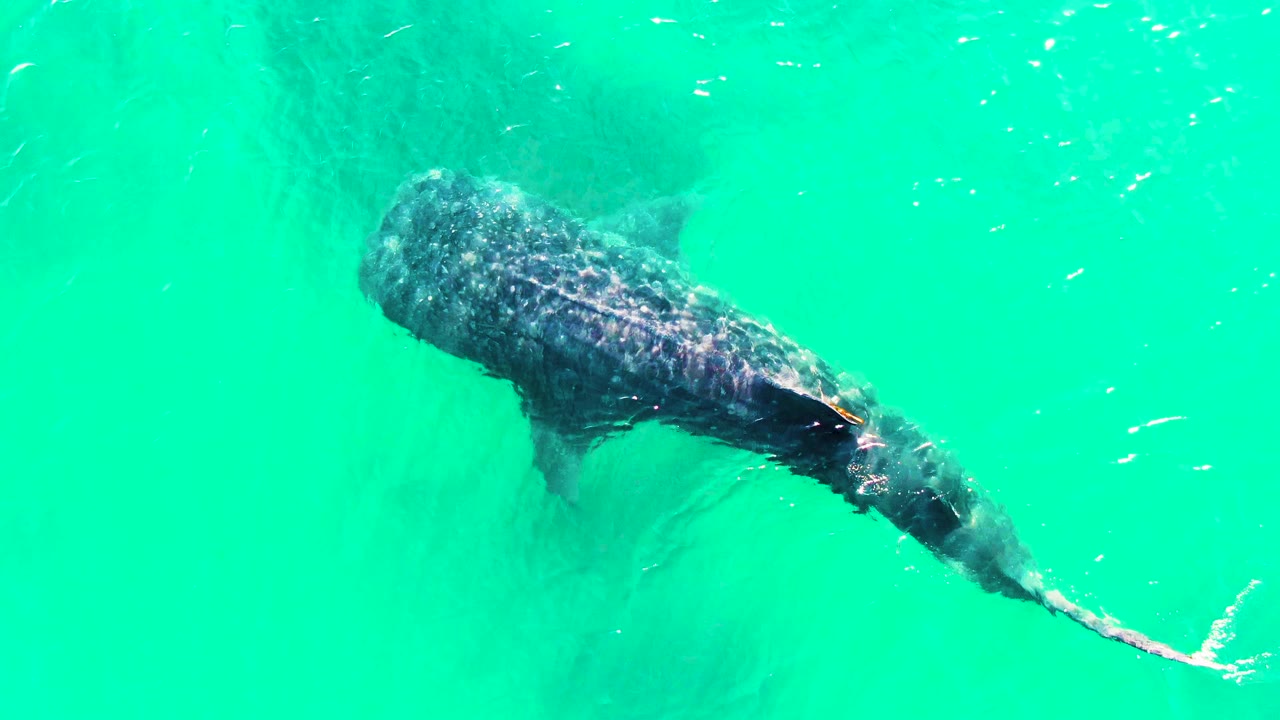 At 0:02 in Bahia De Los Angeles, the whale shark angles across the upper part of the frame with its long tail extending toward the right edge, and no visible people.