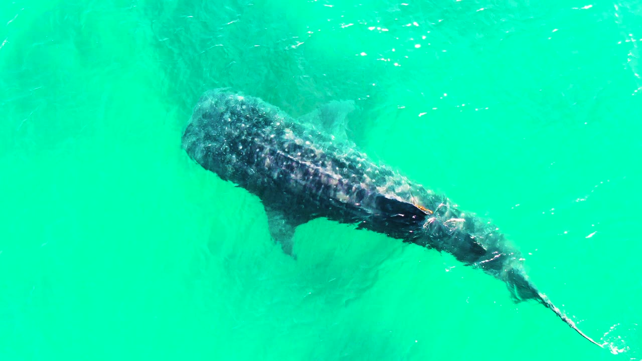 At 0:03 in Bahia De Los Angeles, the whale shark is slightly lower in frame, with its tail curved downward through turquoise water and no visible people.