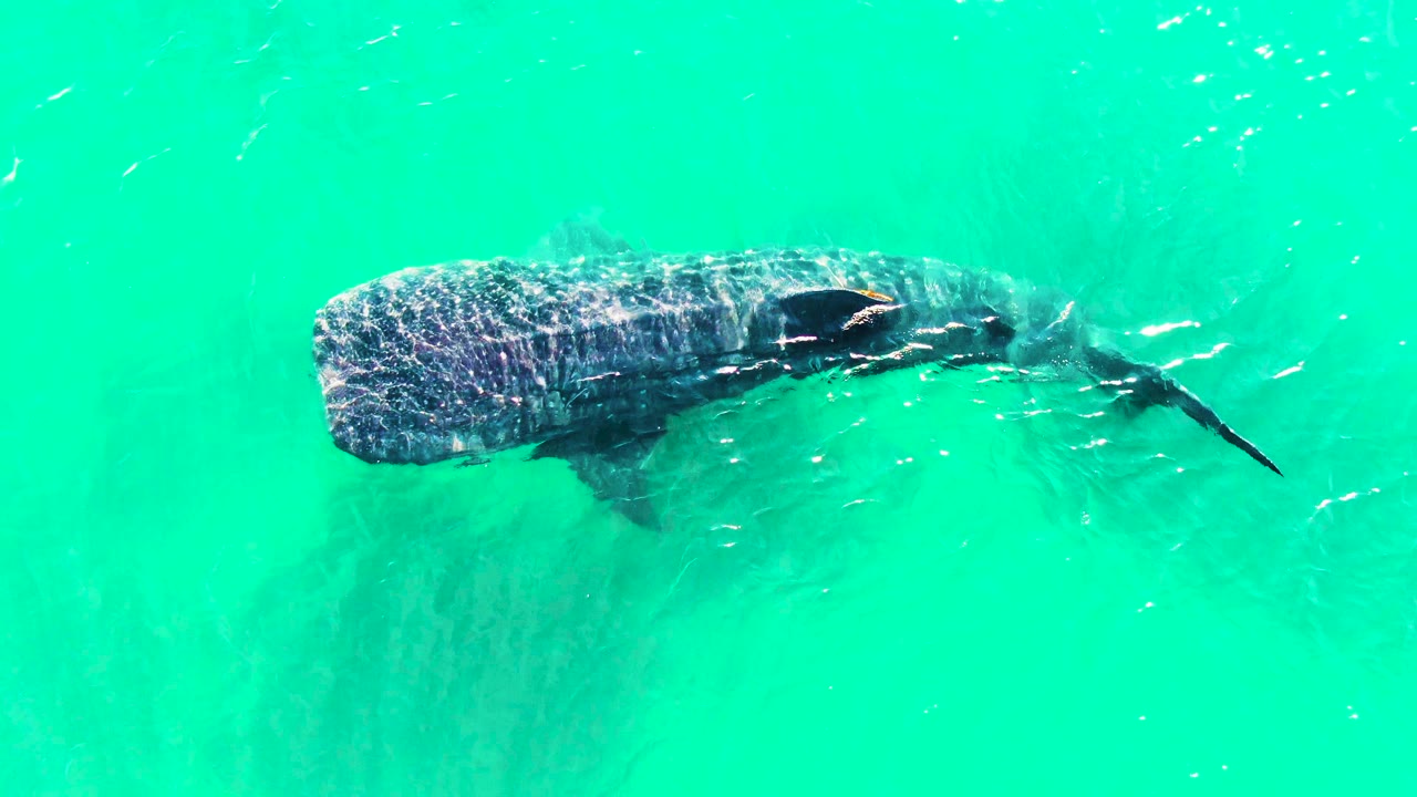 At 0:00, a whale shark swims left to right beneath turquoise water in Bahia De Los Angeles, Mexico, with small fish near its head and tail and no visible people.