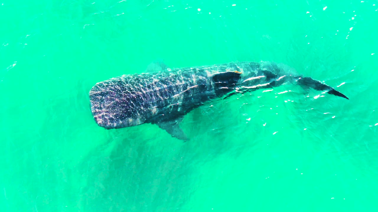 At 0:01, the whale shark remains near the surface in clear green-blue water at Bahia De Los Angeles, Mexico, with its patterned back and tail visible and no visible people.