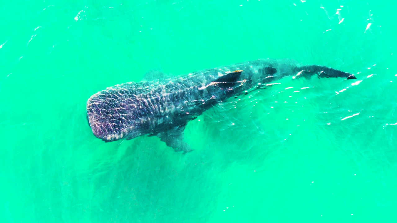 At 0:02, the whale shark is farther right in the overhead frame, its spotted head, darker body, and sweeping tail visible under bright turquoise water with no visible people.