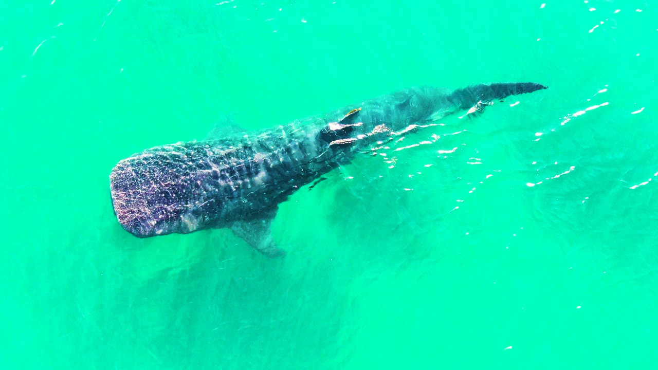 Whale shark angled through turquoise water with fish around it