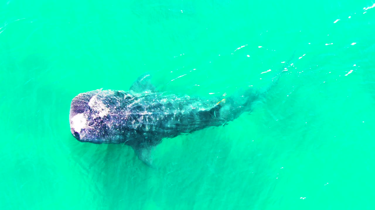 At 0:00, a whale shark appears near the left side of bright turquoise water in Bahia De Los Angeles, Mexico, with its spotted head close to the surface and no visible people.