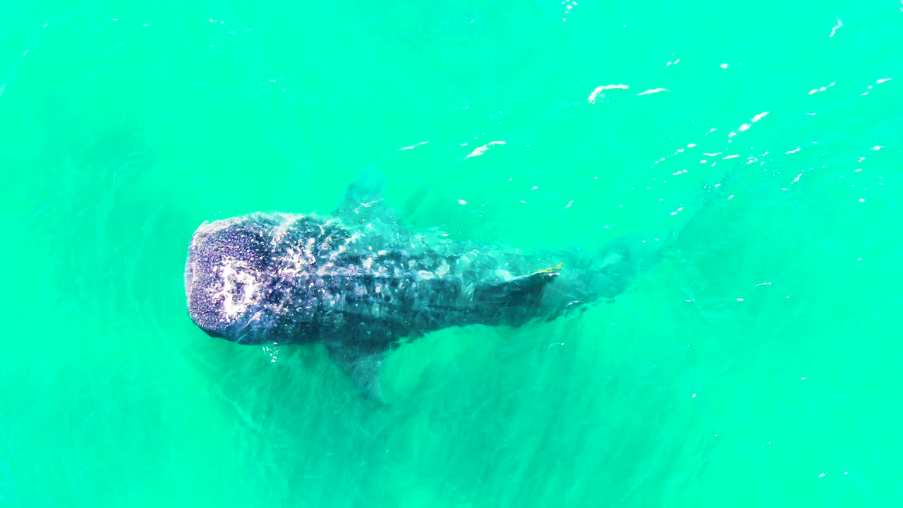 Whale shark centered under clear turquoise ocean surface