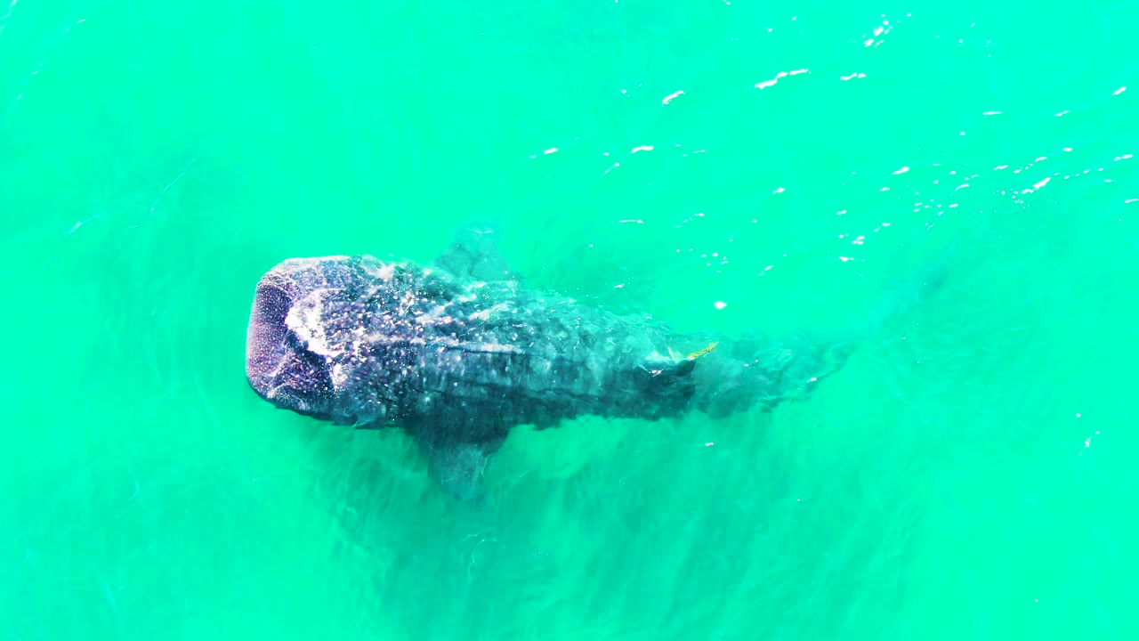 At 0:02, the whale shark has progressed farther right across the turquoise water in Bahia De Los Angeles, Mexico, with a small yellow fish visible near its tail and no visible people.