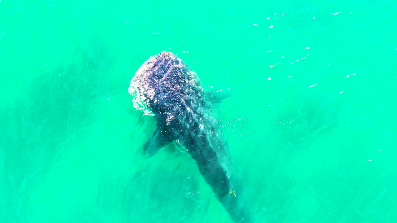 Overhead frame of a whale shark just below turquoise water in Bahia de los Angeles, with its head near the upper left of the image and no visible people.