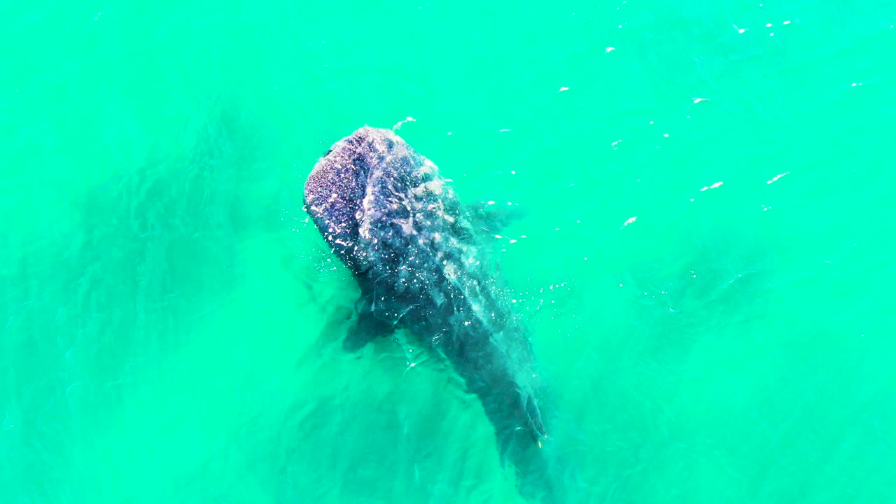 Overhead view of the whale shark in Bahia de los Angeles, with the broad head closer to the top center and the body trailing diagonally below, no visible people.
