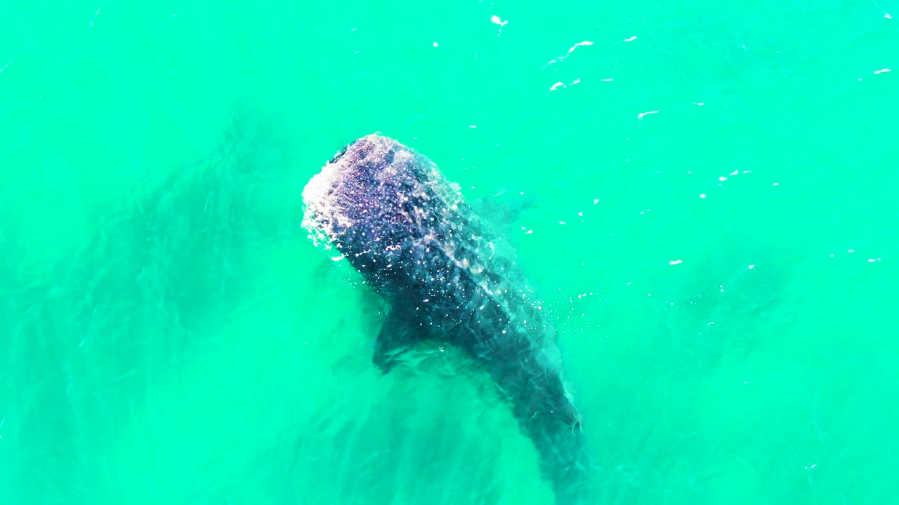 The whale shark appears farther right in the overhead Bahia de los Angeles frame, with scattered small fish marks around the surface and no visible people.