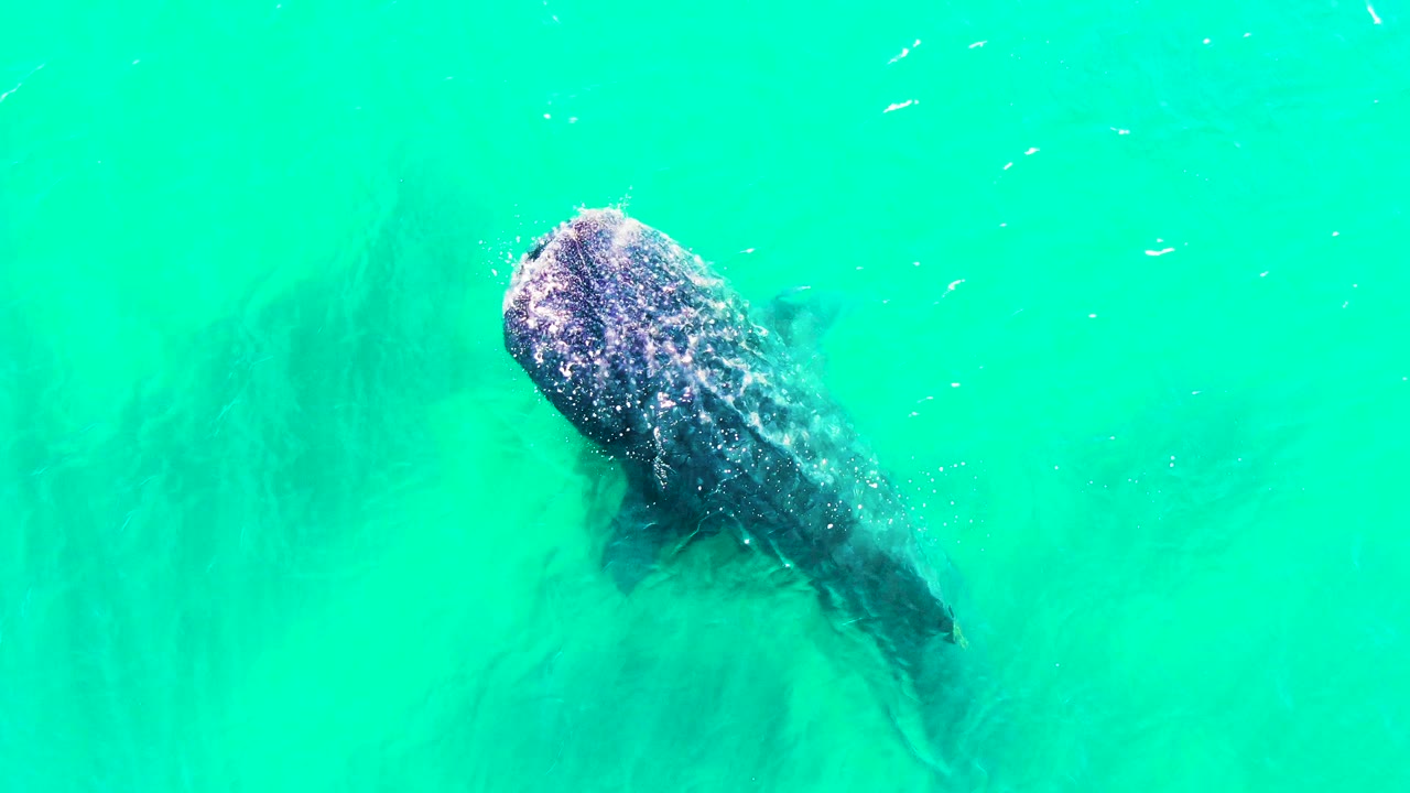 Whale shark close to the surface with bright water around it.