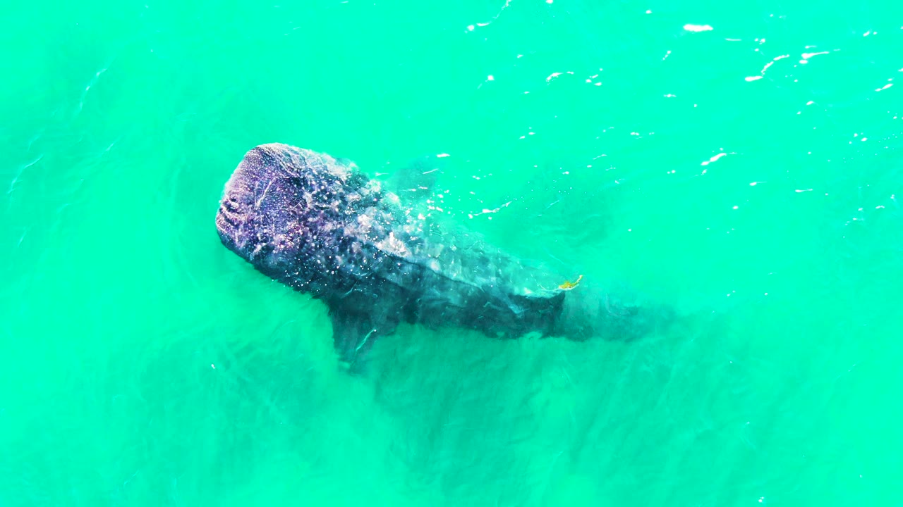 Whale shark near the surface in turquoise water