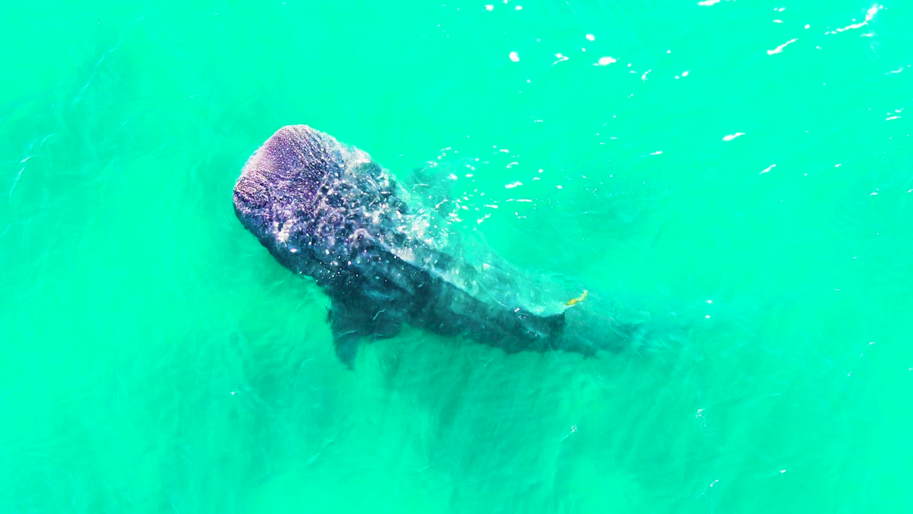 The whale shark remains near the surface in Bahia De Los Angeles, Mexico, with its head catching rippled light and its body trailing into clear water, no visible people.
