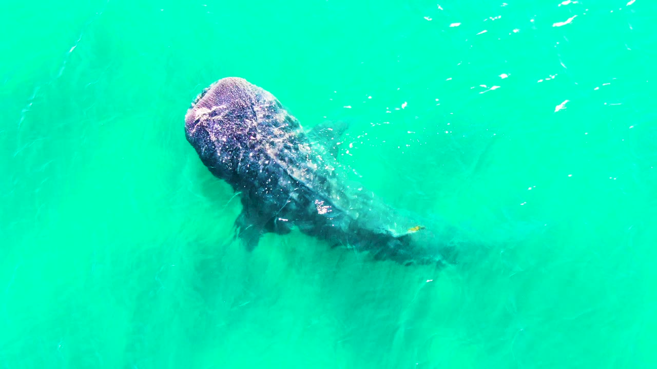 A top-down frame shows the whale shark slightly farther right in the turquoise water of Bahia De Los Angeles, Mexico, with white ripples around its head and no visible people.