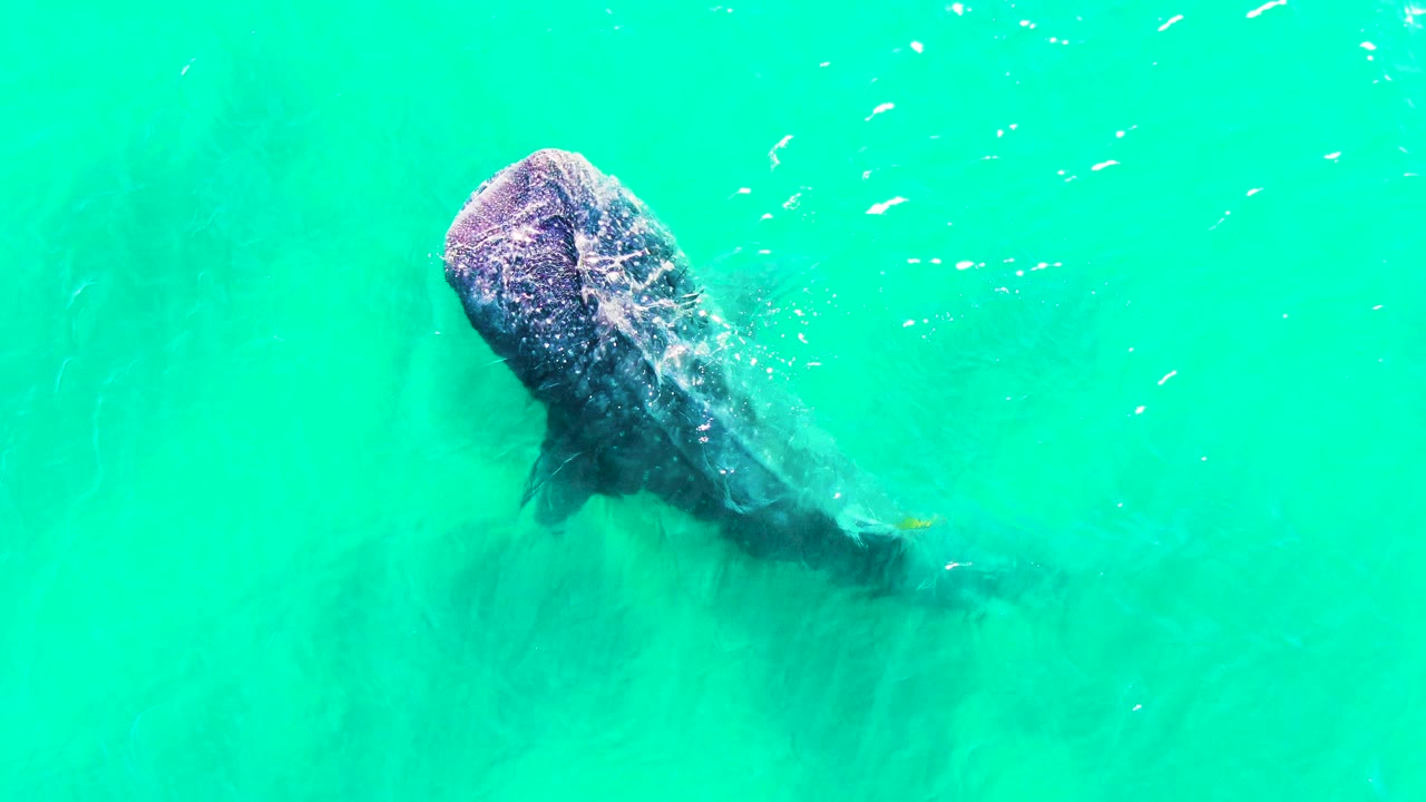The whale shark is angled downward through bright turquoise water in Bahia De Los Angeles, Mexico, with faint fish shapes around it and no visible people.