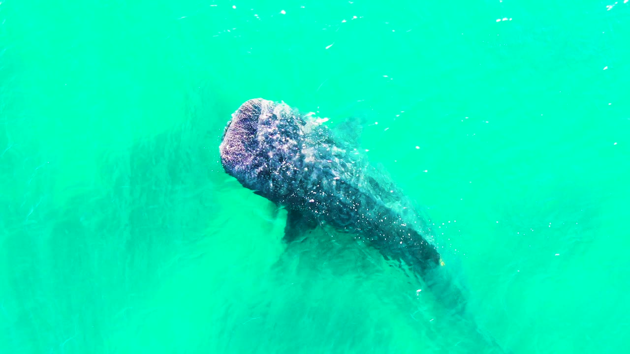 Whale shark seen from above in turquoise water.