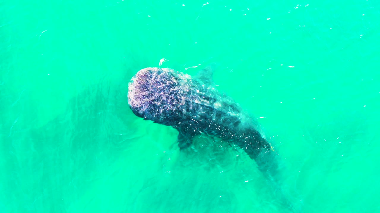A whale shark glides farther across bright turquoise water in Bahia De Los Angeles, Mexico, with faint fish specks and no visible people.