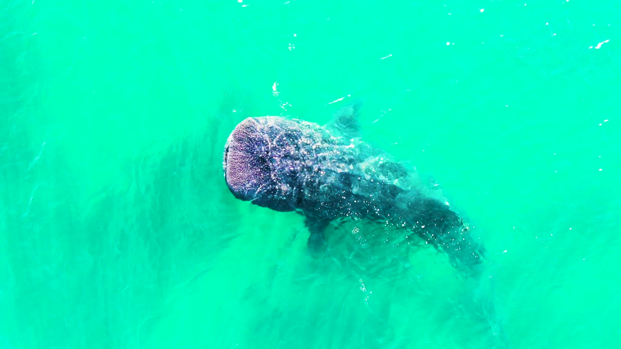The whale shark remains near the upper part of the overhead frame in Bahia De Los Angeles, Mexico, with rippled water and no visible people.